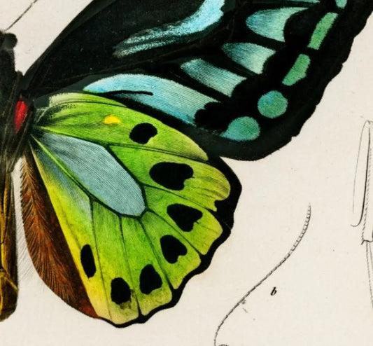 Art Deco Butterfly Blue Green Vintage Print Large Artwork Premium Archival Matte Poster by My Store