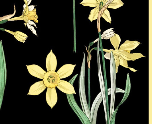 Art Nouveau Floral Poster Daffodils Vintage Botanical Print Large Bohemian Artwork On Premium Archival Paper by DesignBohemian