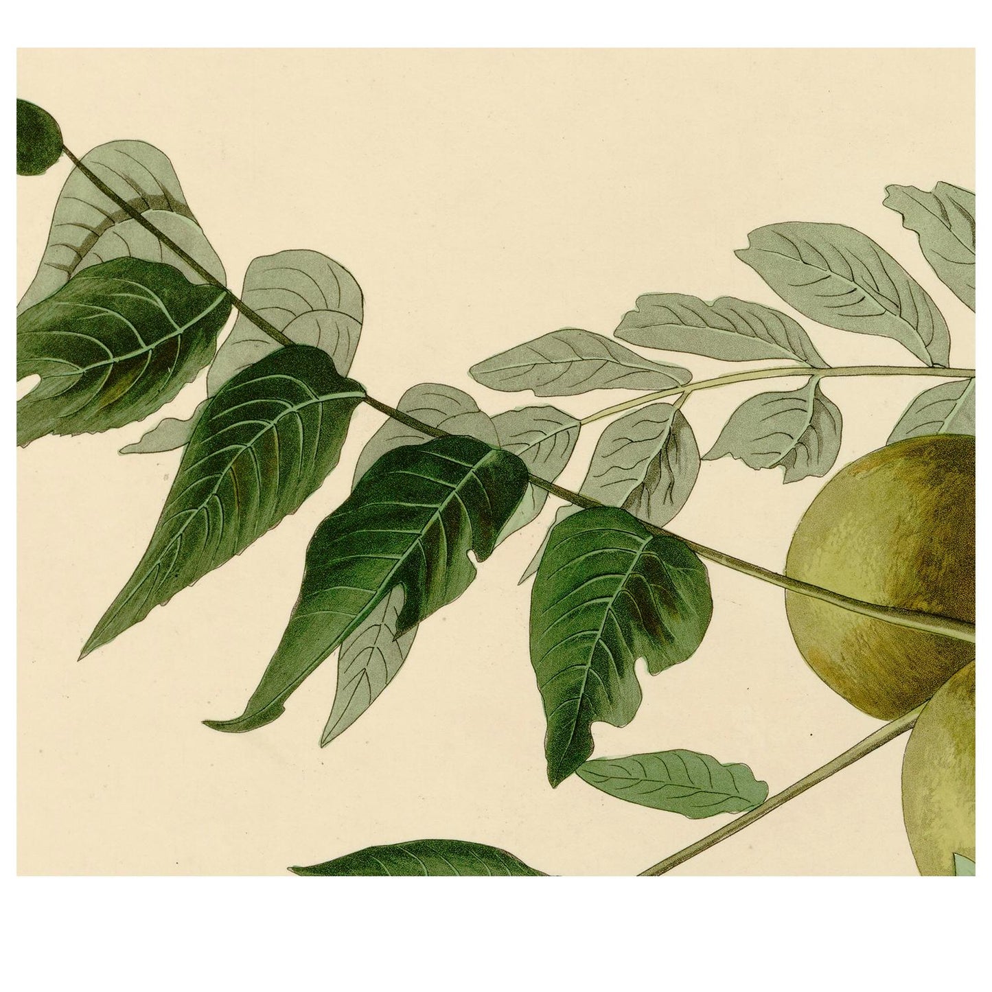 Vintage Bird Print: Art Nouveau Crow Poster - American Crow