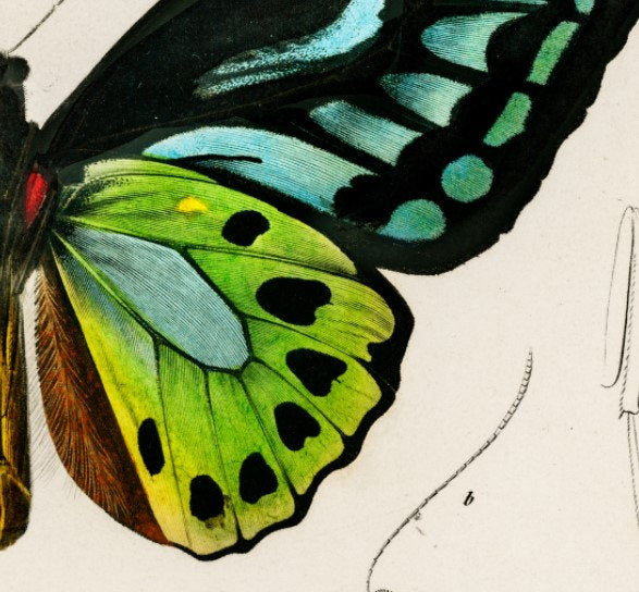 Art Deco Butterfly - Blue and Green Vintage Print - Butterfly Poster Print - Bohemian Print Large Artwork
