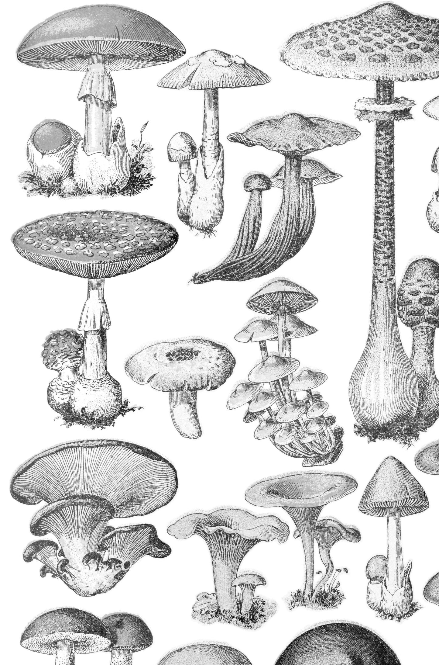 Mushrooms Vintage Illustration - Black and White Mushrooms - Botanical Print