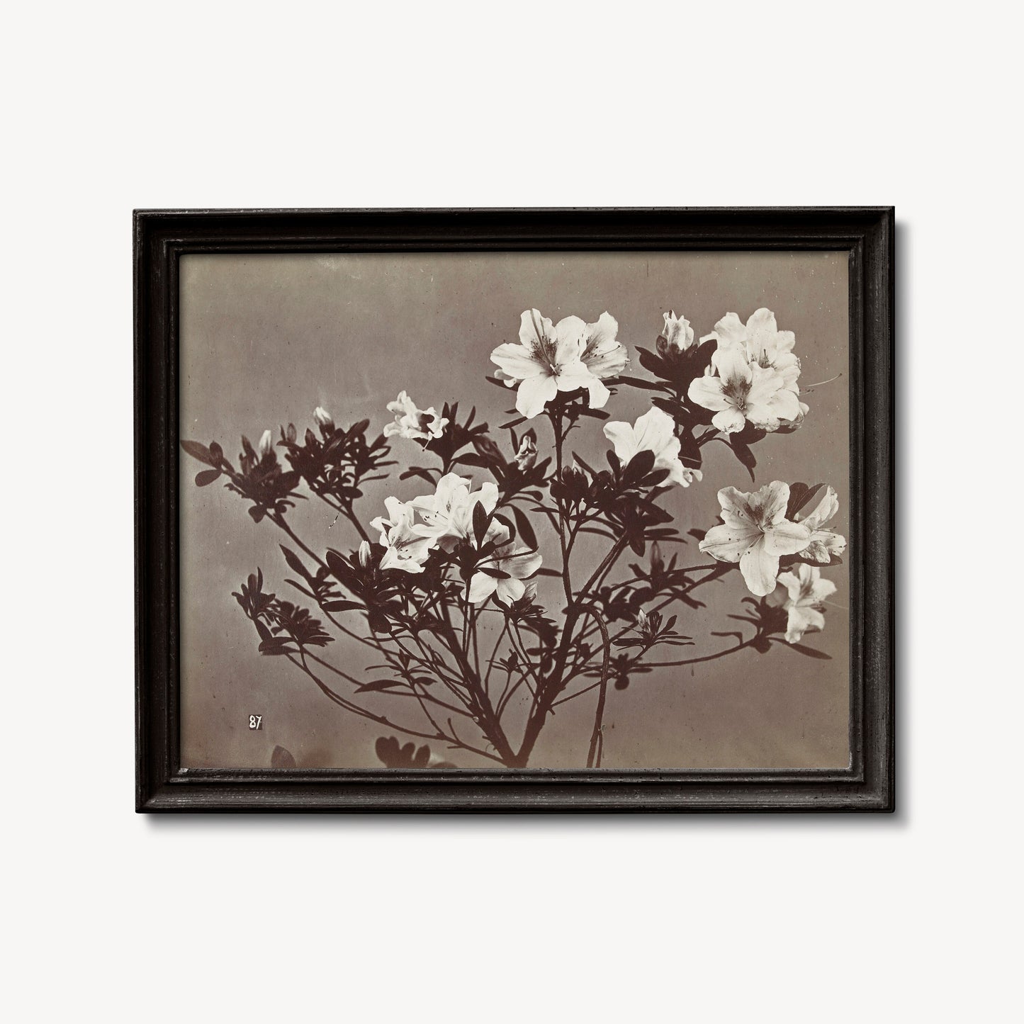 Moody Floral Vintage Print - Large Artwork - Beige - Charles Aubry - Albumen Print
