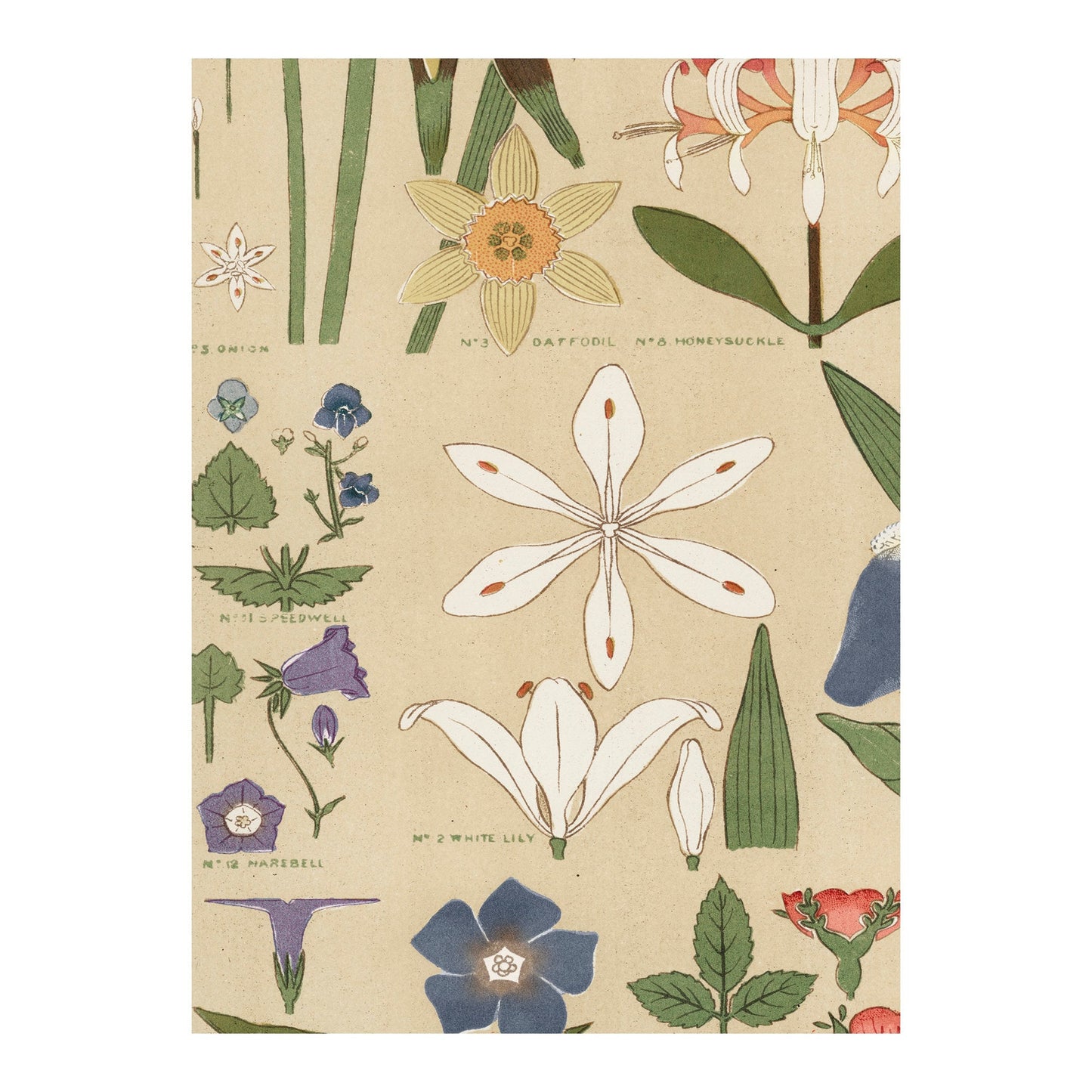 Art Nouveau Botanical Poster - Neutral Floral Print Bohemian Print - Beige - Leaves and Flowers From Nature - Ornament