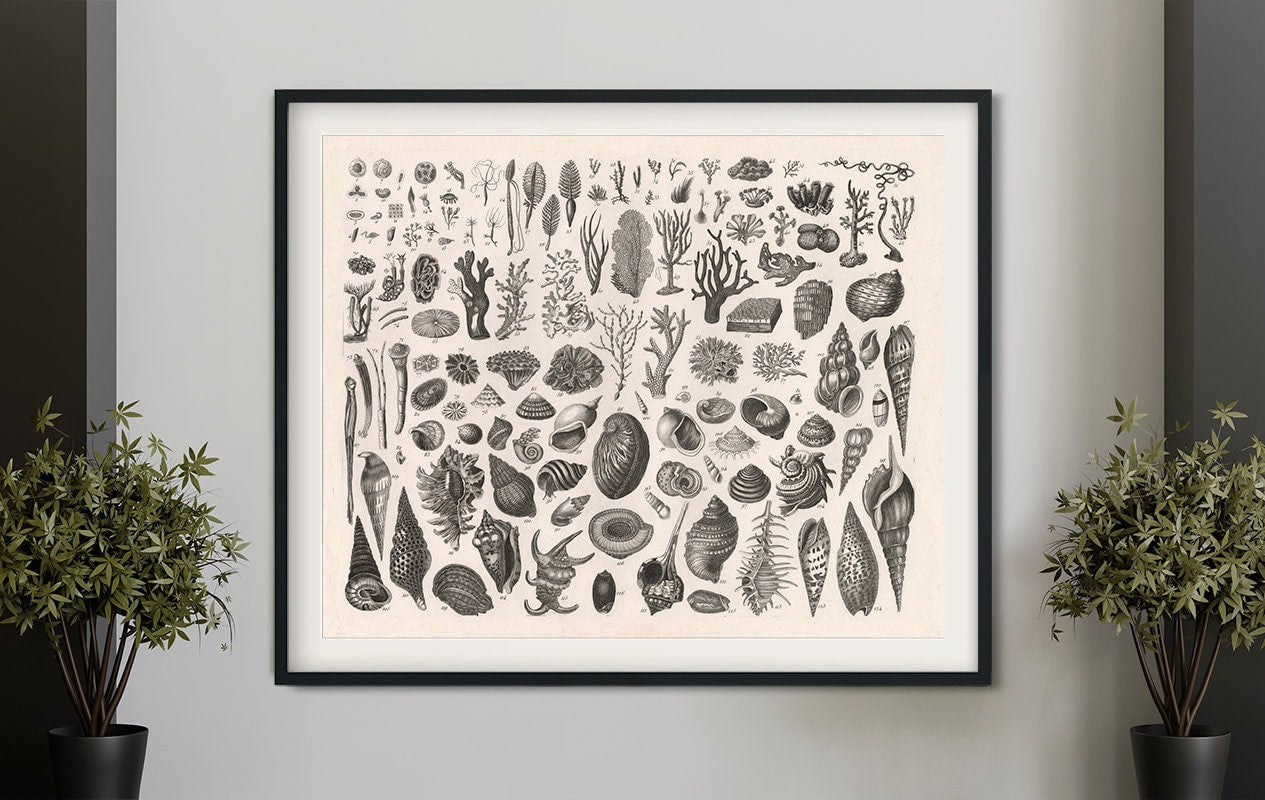 Vintage Sea Shells Print: Antique Mollusks & Corals Poster