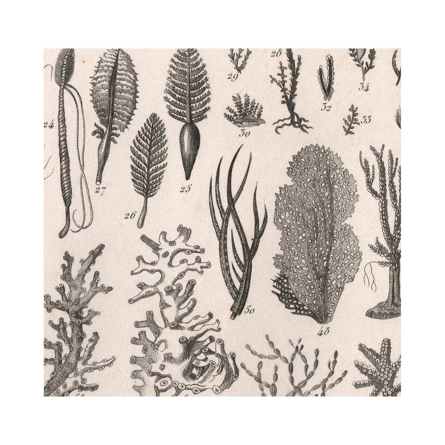 Vintage Sea Shells Print: Antique Mollusks & Corals Poster