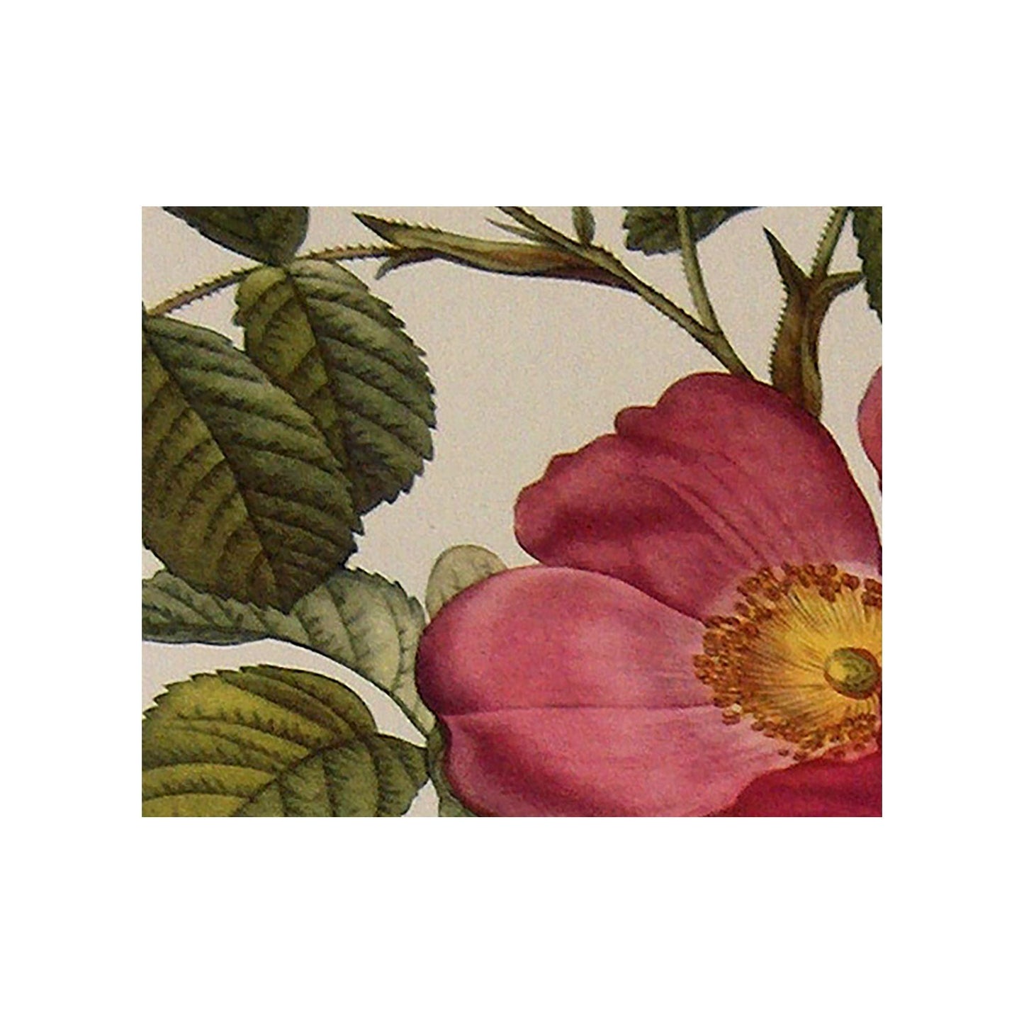 Vintage Red Roses Floral Print: Beige and Red Botanical Art