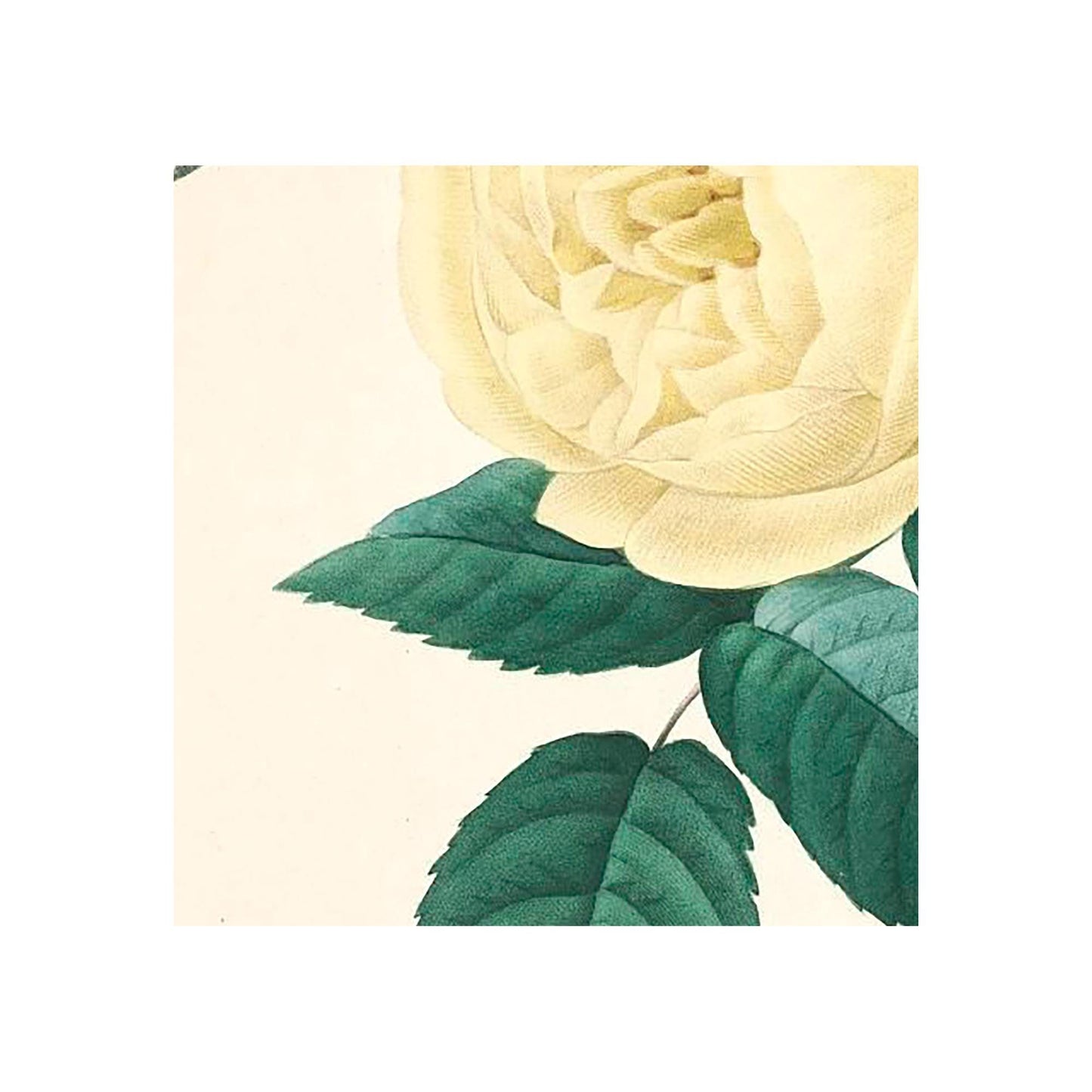 Vintage Yellow Roses Floral Print: Beige and Yellow Botanical Art