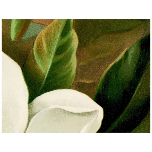 Moody Magnolia Floral Print Dark Academia Wall Art Premium Archival Paper Fine Art Print by DesignBohemian