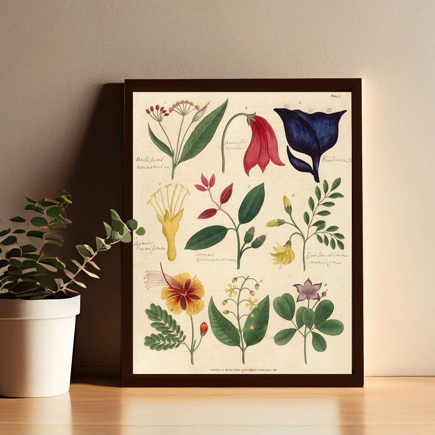 Vintage Botanical Art Print - Floral - Antique Floral Illustration