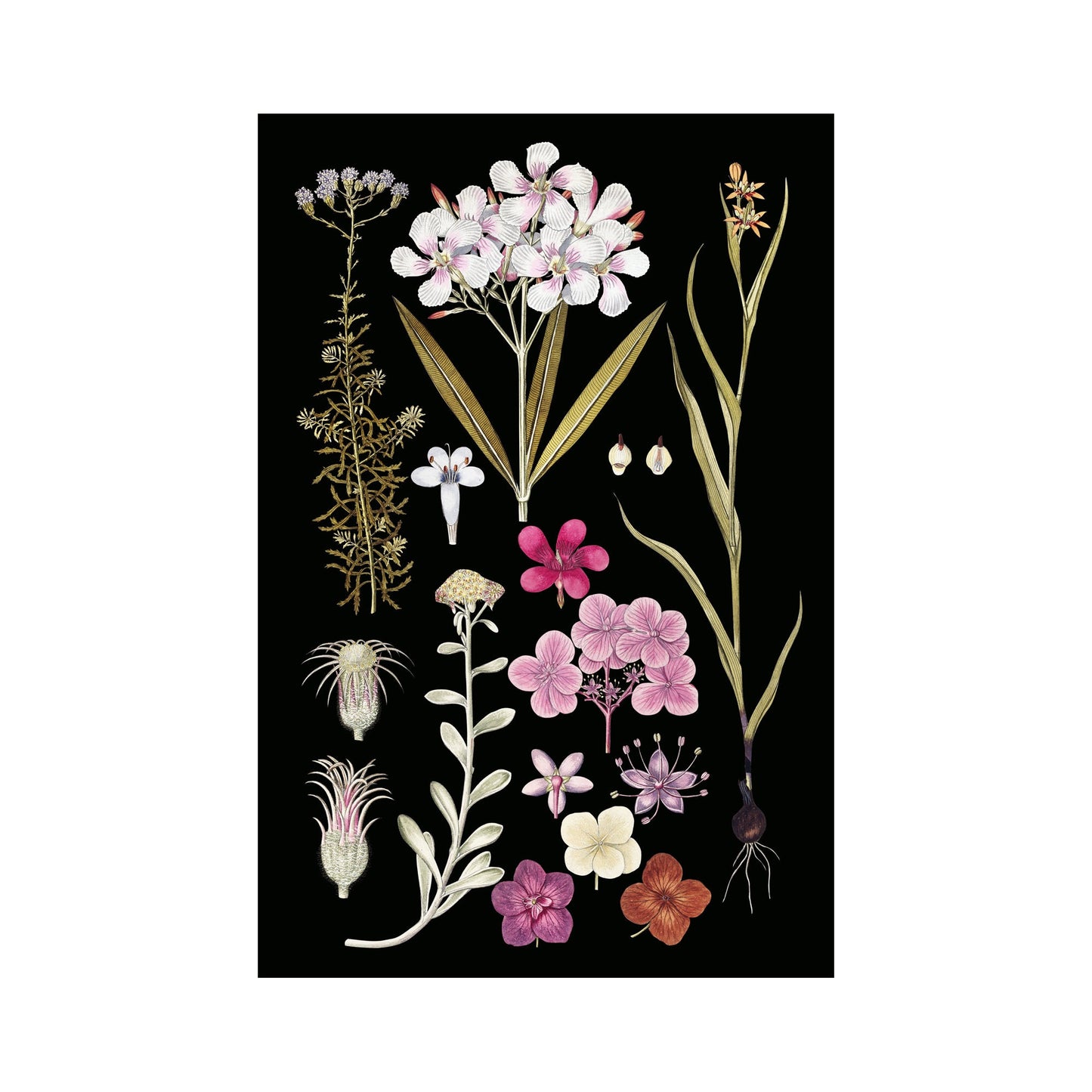 Floral Vintage Illustration - Black Botanical Print - Black Floral