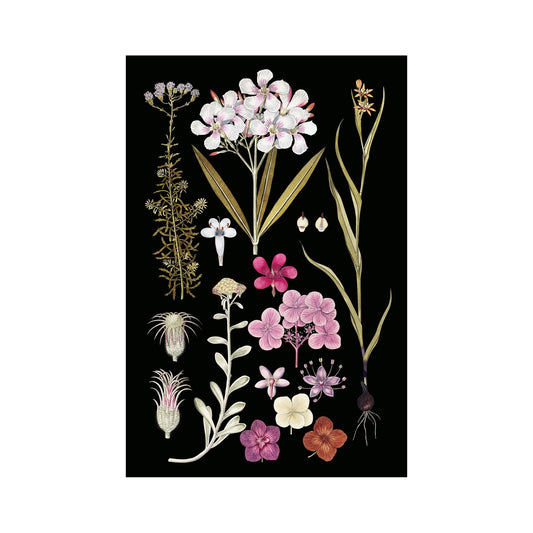 Floral Vintage Illustration Black Botanical Print Art On Premium Archival Smooth Matte Fine Art Paper 230gsm by My Store