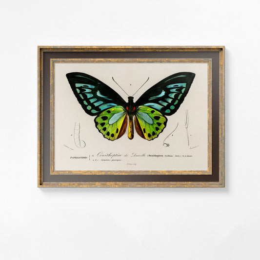 Art Deco Butterfly - Blue and Green Vintage Print - Butterfly Poster Print - Bohemian Print Large Artwork
