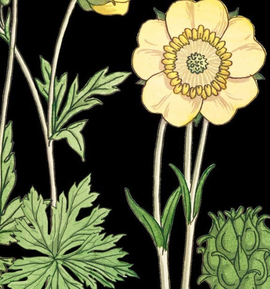 Art Nouveau Floral Poster Buttercups Bohemian Large Artwork by My Store