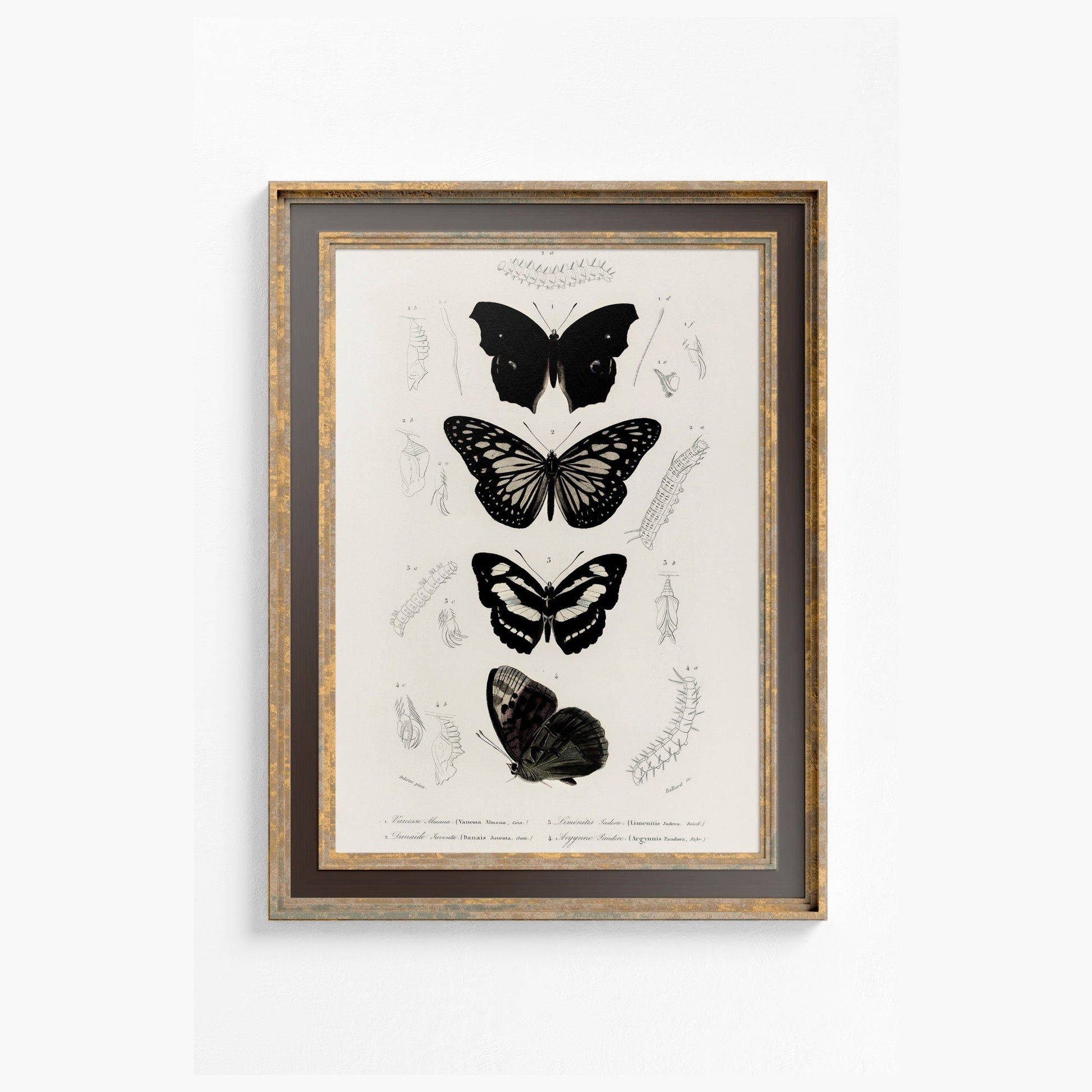 Black Butterflies Print - Vintage Print Charles Dessalines - Butterfly Poster Print - Bohemian Print Large Artwork