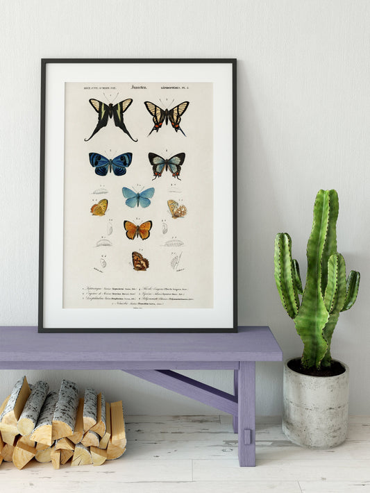 Colorful Butterflies Print - Vintage Collection - Butterfly Poster Print - Bohemian Print Large Artwork