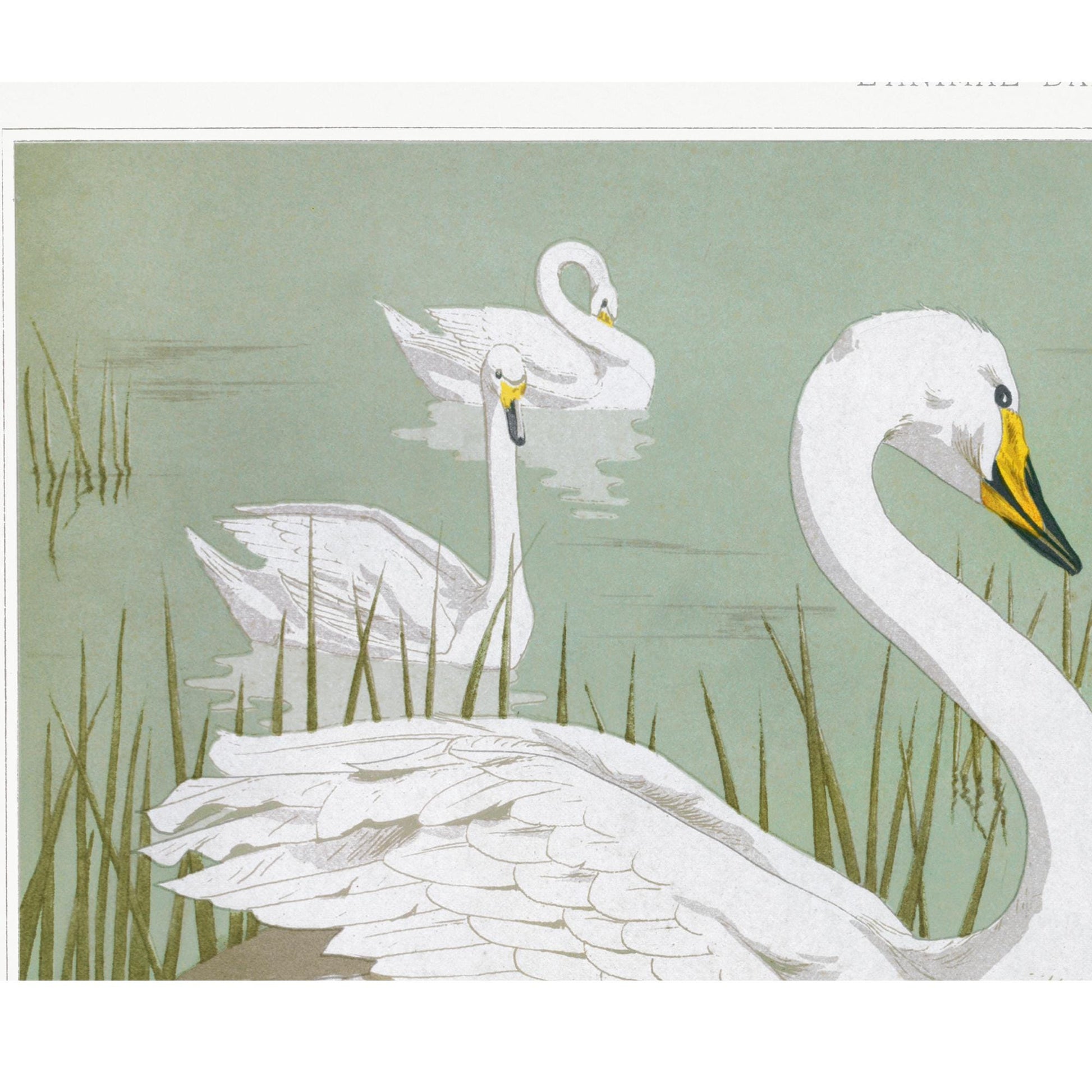 Moody Vintage Print - Swans - Nouveau Artwork - Light Green