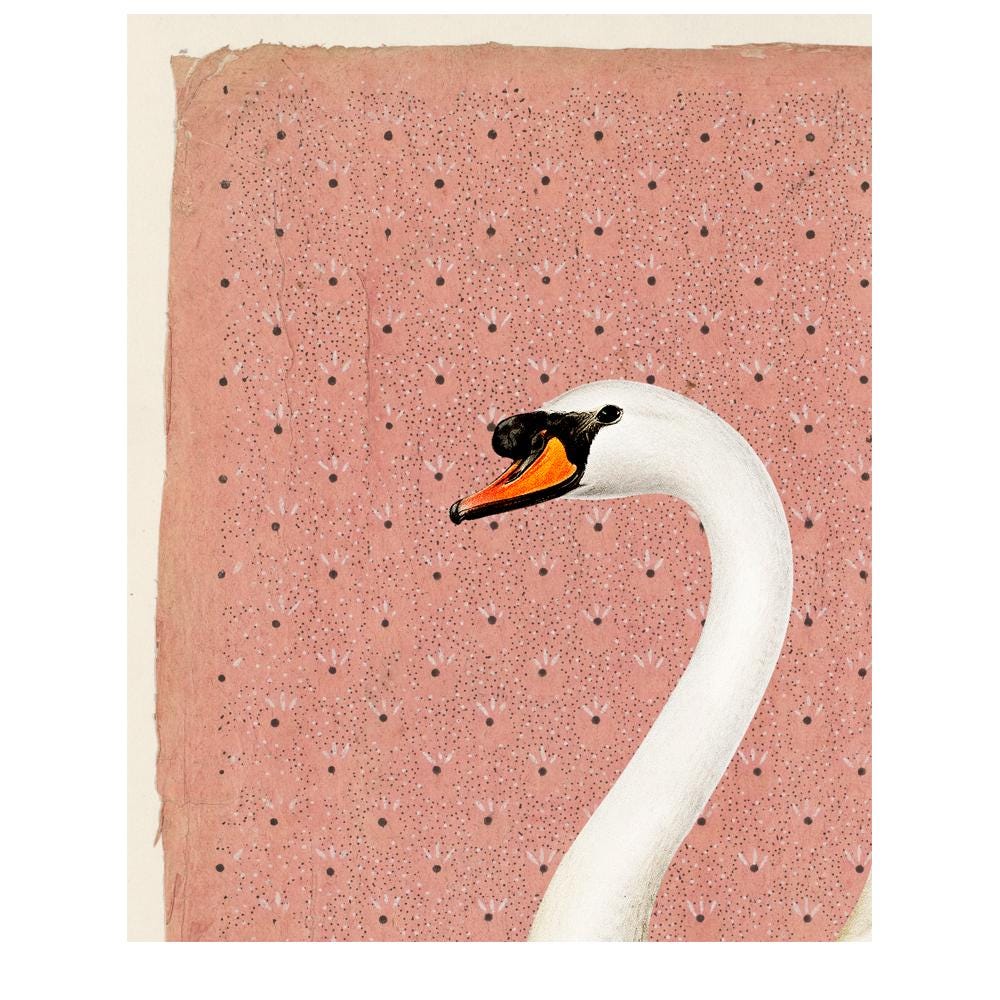 Vintage Swan - Peach and Off White Print - White Swan Illustration Print