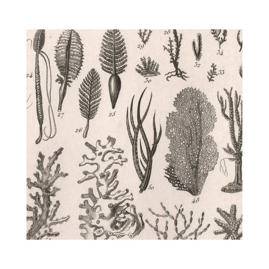 Vintage Sea Shells Print Antique Mollusks And Corals Poster On Premium Archival Matte Paper 5x7 And 6x9 by DesignBohemian