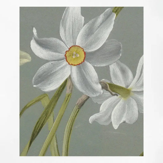 Vintage White Floral Botanical Art Print On Premium Matte Paper by DesignBohemian