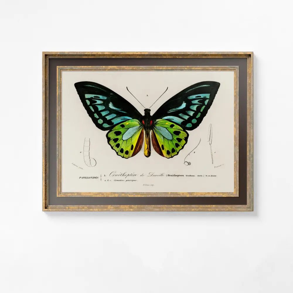 Art Deco Butterfly Blue Green Vintage Print Large Artwork Premium Archival Matte Poster by My Store