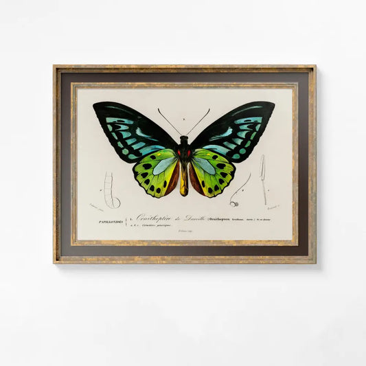 Art Deco Butterfly Blue Green Vintage Print Large Artwork Premium Archival Matte Poster by My Store