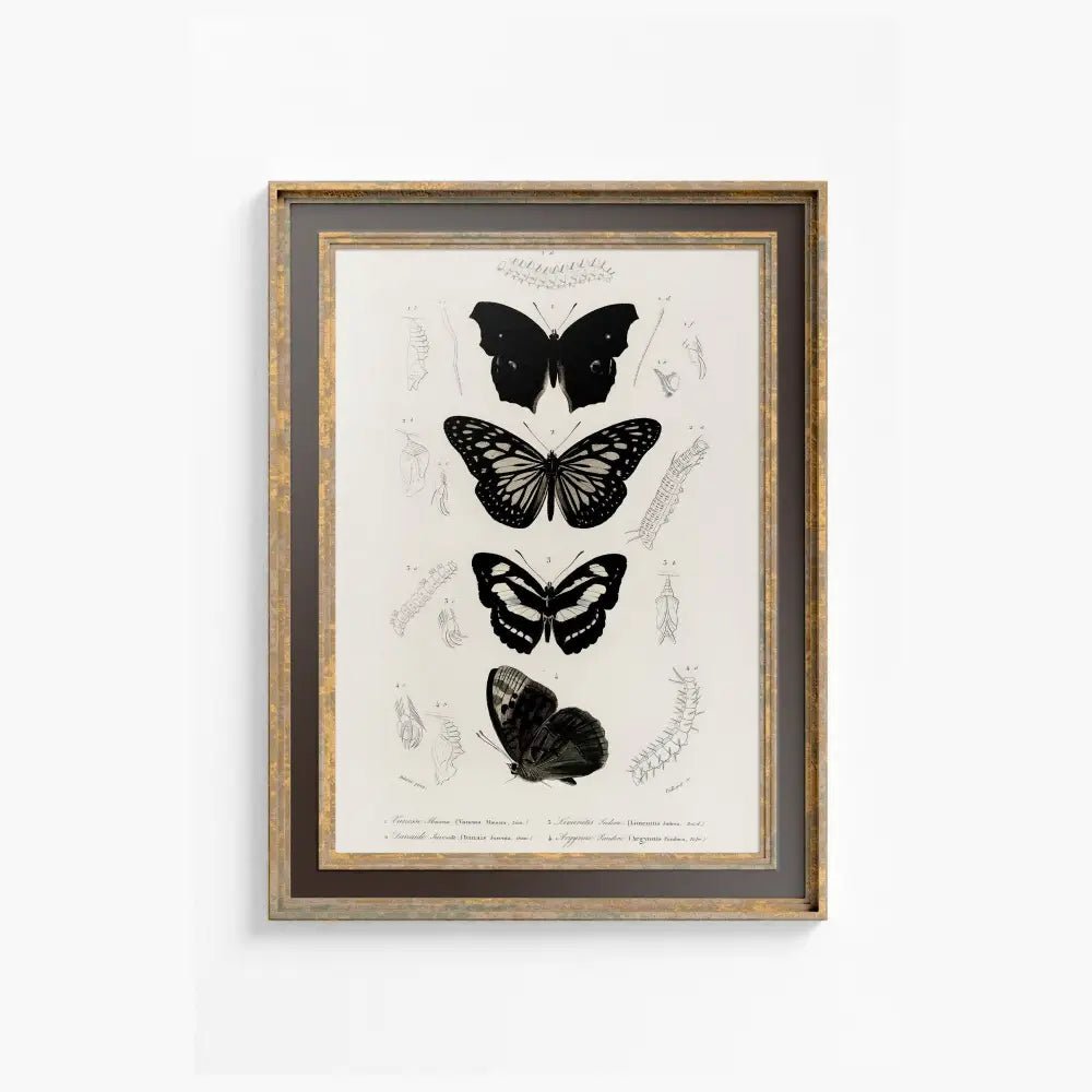 Black Butterflies Print By Charles Dessalines Vintage Bohemian Artwork Poster For Elegant Interiors by My Store