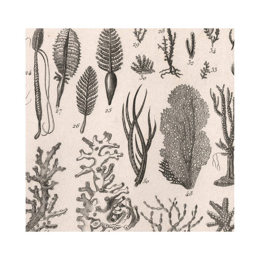 Vintage Sea Shells Print Antique Mollusks And Corals Poster On Premium Archival Matte Paper 5x7 And 6x9 by DesignBohemian