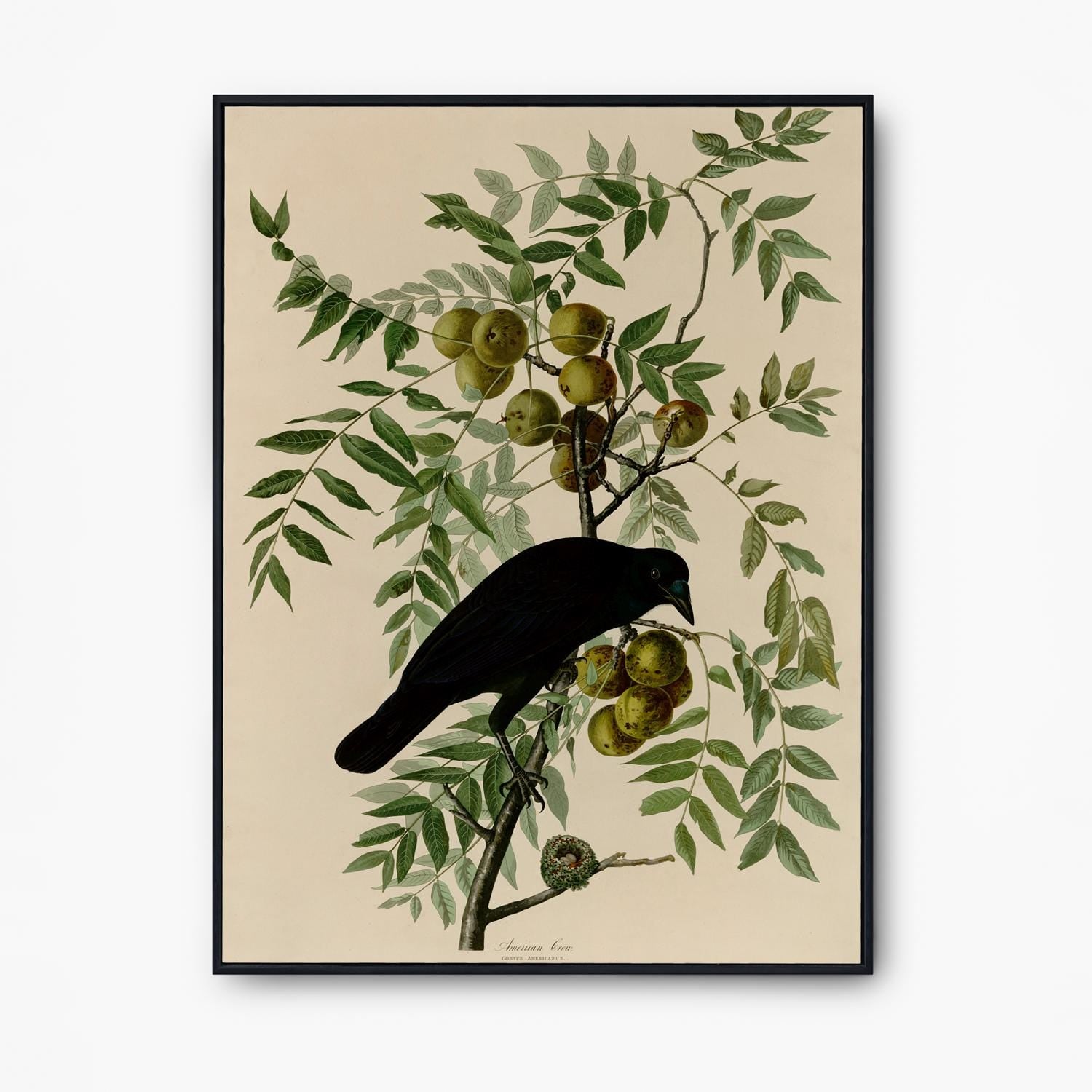 Vintage Bird Print: Art Nouveau Crow Poster - American Crow