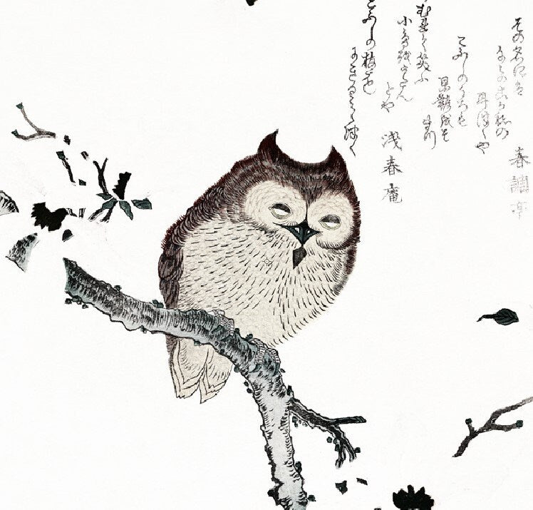 Cute Vintage Owl Print - Square Owl Print - vintage Japanese print by Kubota Shunman