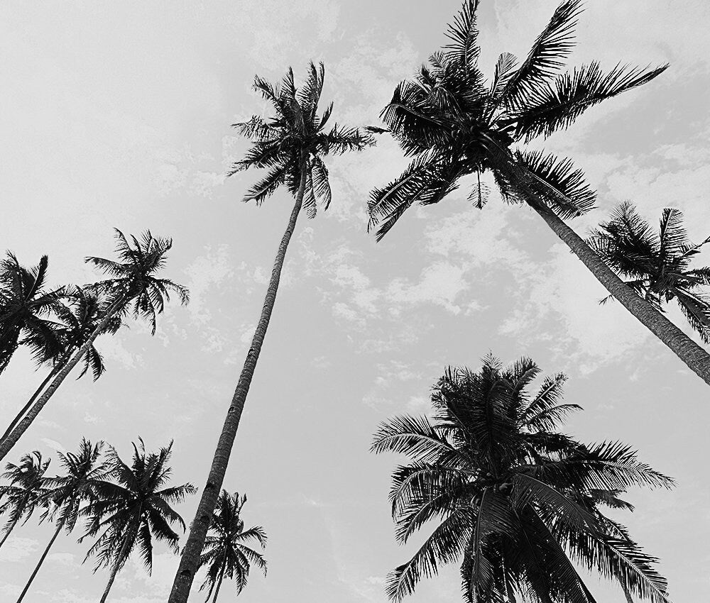 Black and White Palm Trees Wall Tapestry Ocean Art Yoga Meditation Mandala Wall Hanging by DesignBohemian