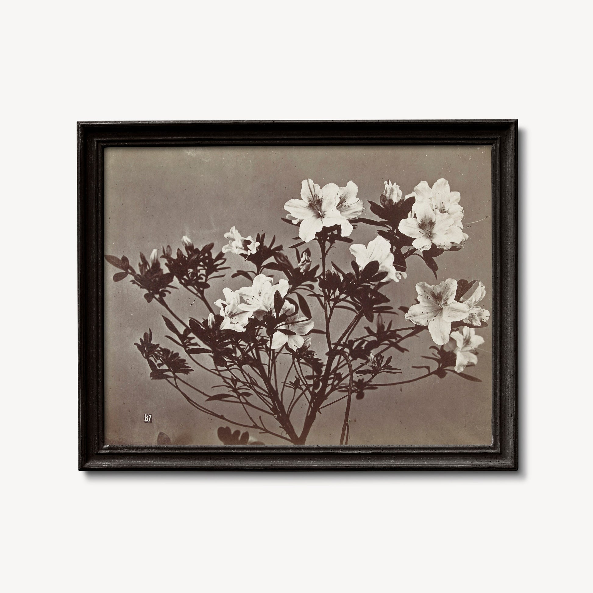 Moody Floral Vintage Print - Large Artwork - Beige - Charles Aubry - Albumen Print
