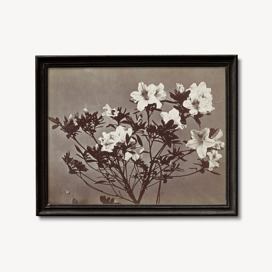 Moody Floral Vintage Print - Large Artwork - Beige - Charles Aubry - Albumen Print