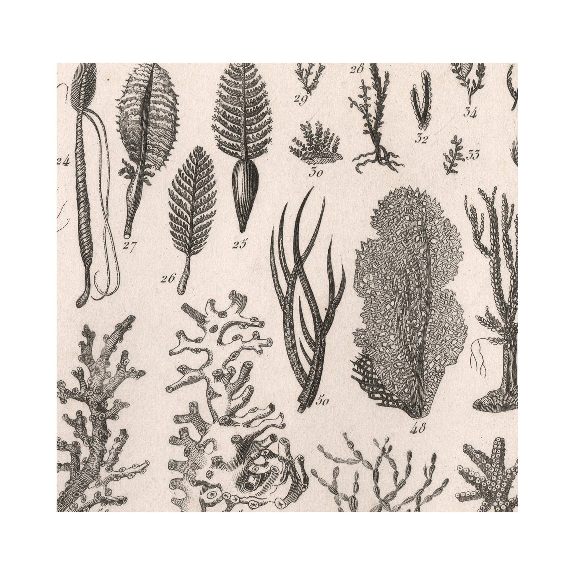 Vintage Sea Shells Print: Antique Mollusks & Corals Poster
