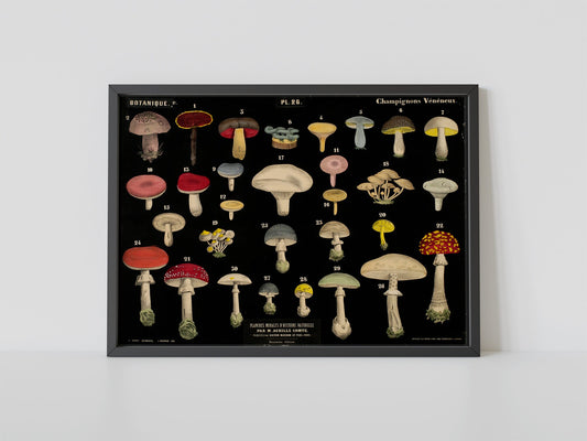 Vintage Mushrooms Print - Antique Mushroom Poster - Art Deco - Black and Red