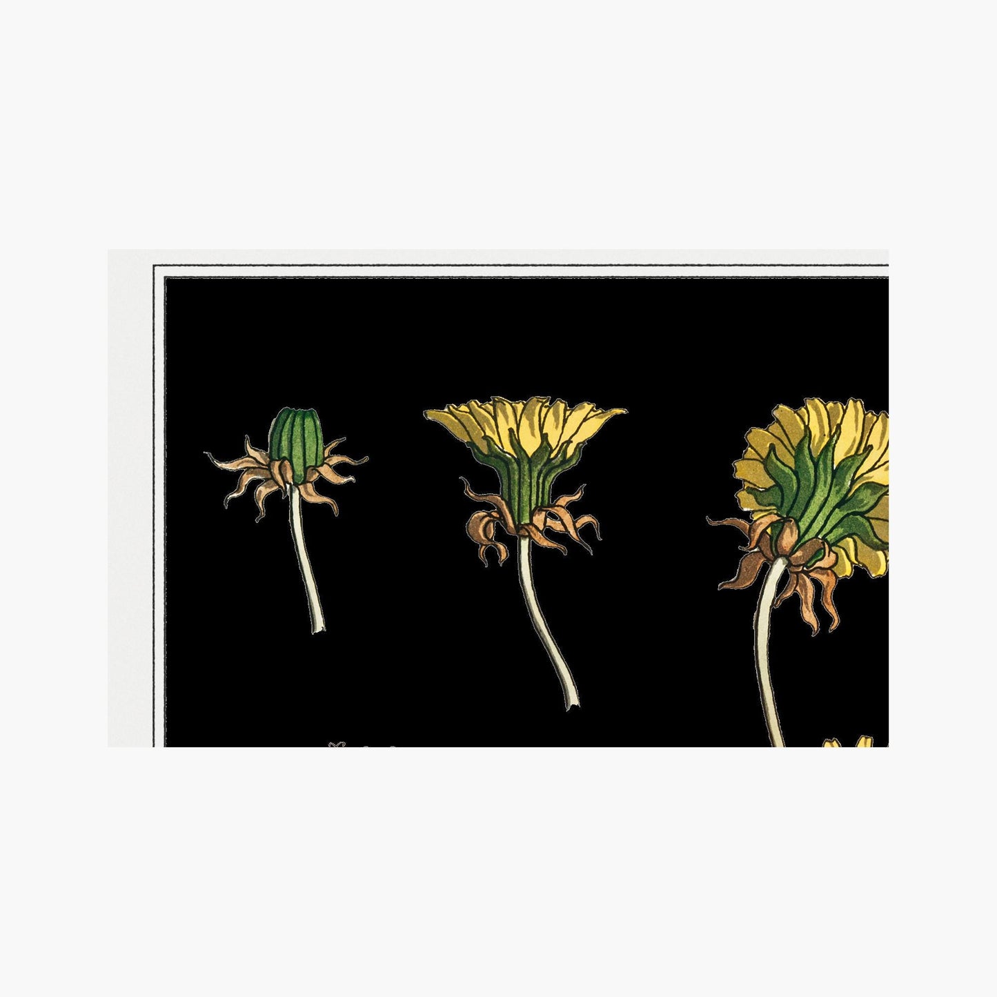 Beautiful Dandelion Art - Vintage Dandelion Print - Art Nouveau Poster Floral Print Bohemian Print Large Artwork - Dandelions Vintage