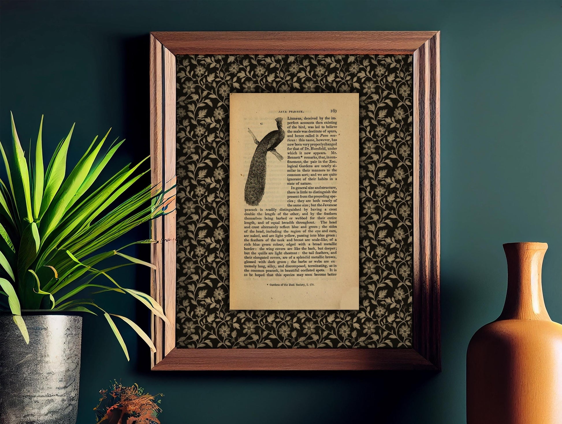 Peacock Print, Vintage Java Peacock Illustration and Definition (No Frame)