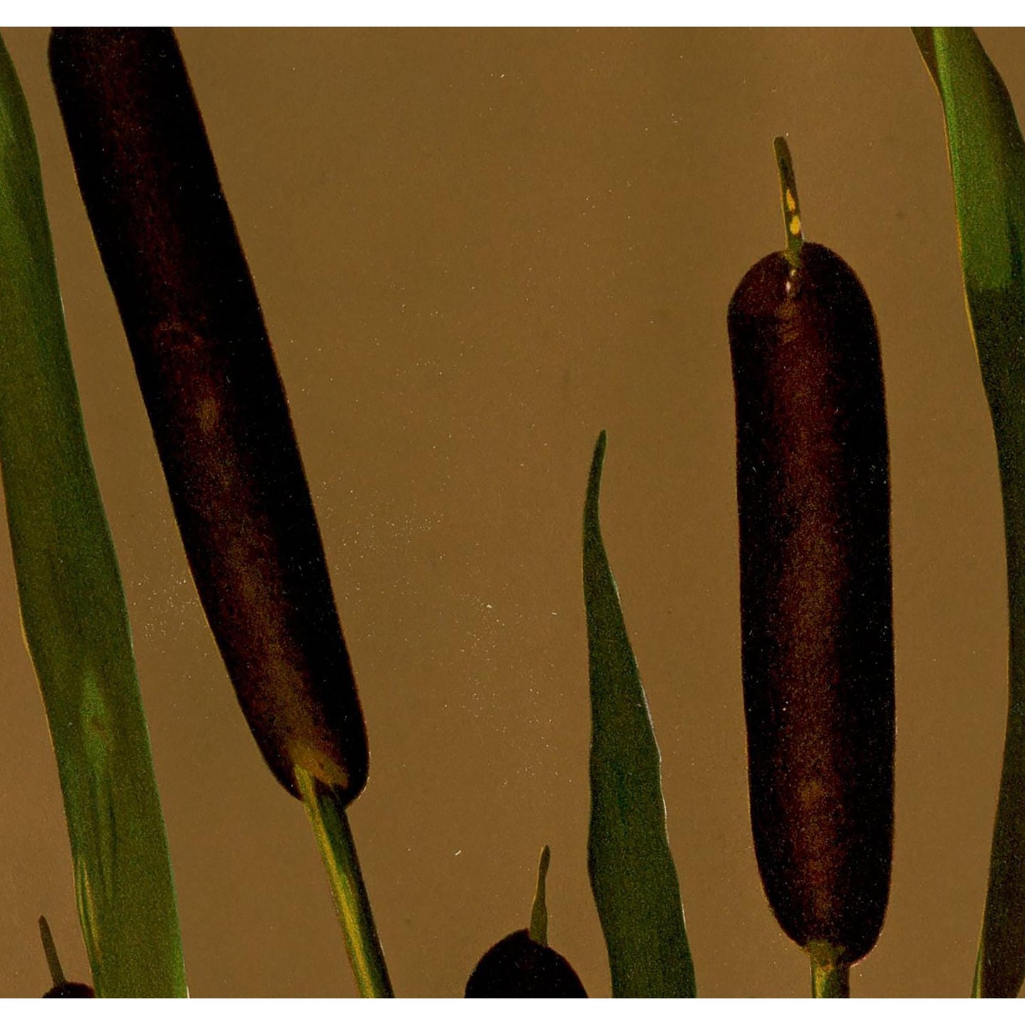 Floral Art Nouveau Print: Bohemian Red & Beige Long Poster - Cattails Print