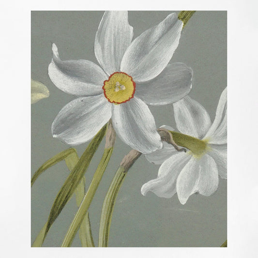 Vintage White Floral Botanical Art Print On Premium Matte Paper by DesignBohemian