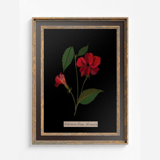Vintage Red Roses Floral Print: Black and Red Botanical Art - Rose Painting by DesignBohemian