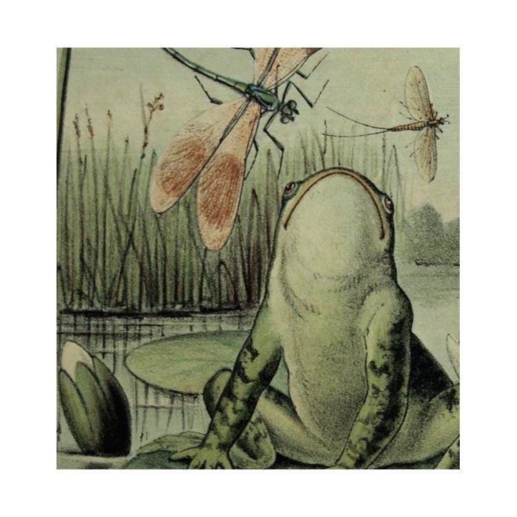 Vintage Frog Art Print - Nature Artwork - Dragonflies -