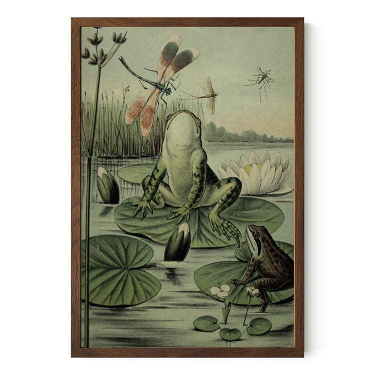Vintage Frog Art Print - Nature Artwork - Dragonflies -