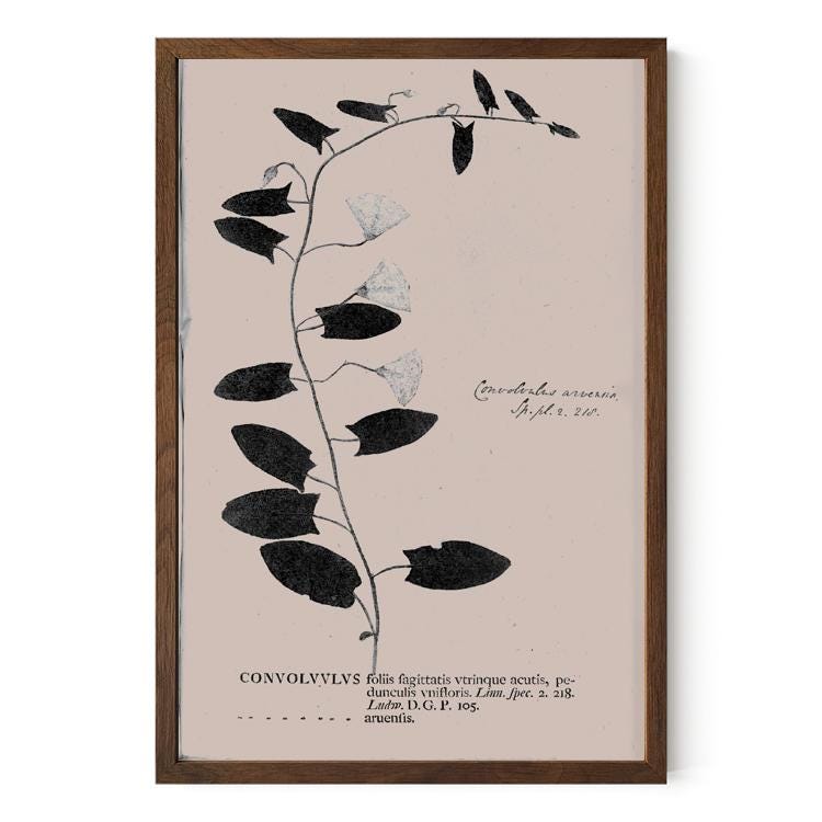 Botanical Specimen Art Print: Vintage Plant Study