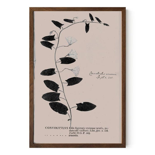 Botanical Specimen Art Print: Vintage Plant Study