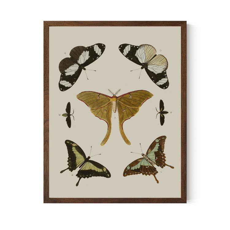 Vintage Butterflies and Moths Poster Eco Print - Large Artwork - Art Nouveau Style - Dark Academia