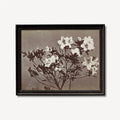 Moody Floral Vintage Print Albumen Print Large Beige Artwork By Charles Aubry Poster by DesignBohemian
