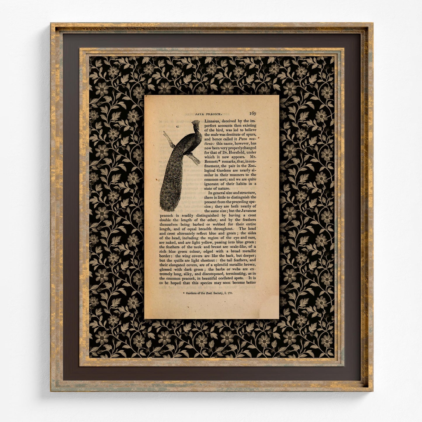 Peacock Print, Vintage Java Peacock Illustration and Definition (No Frame)