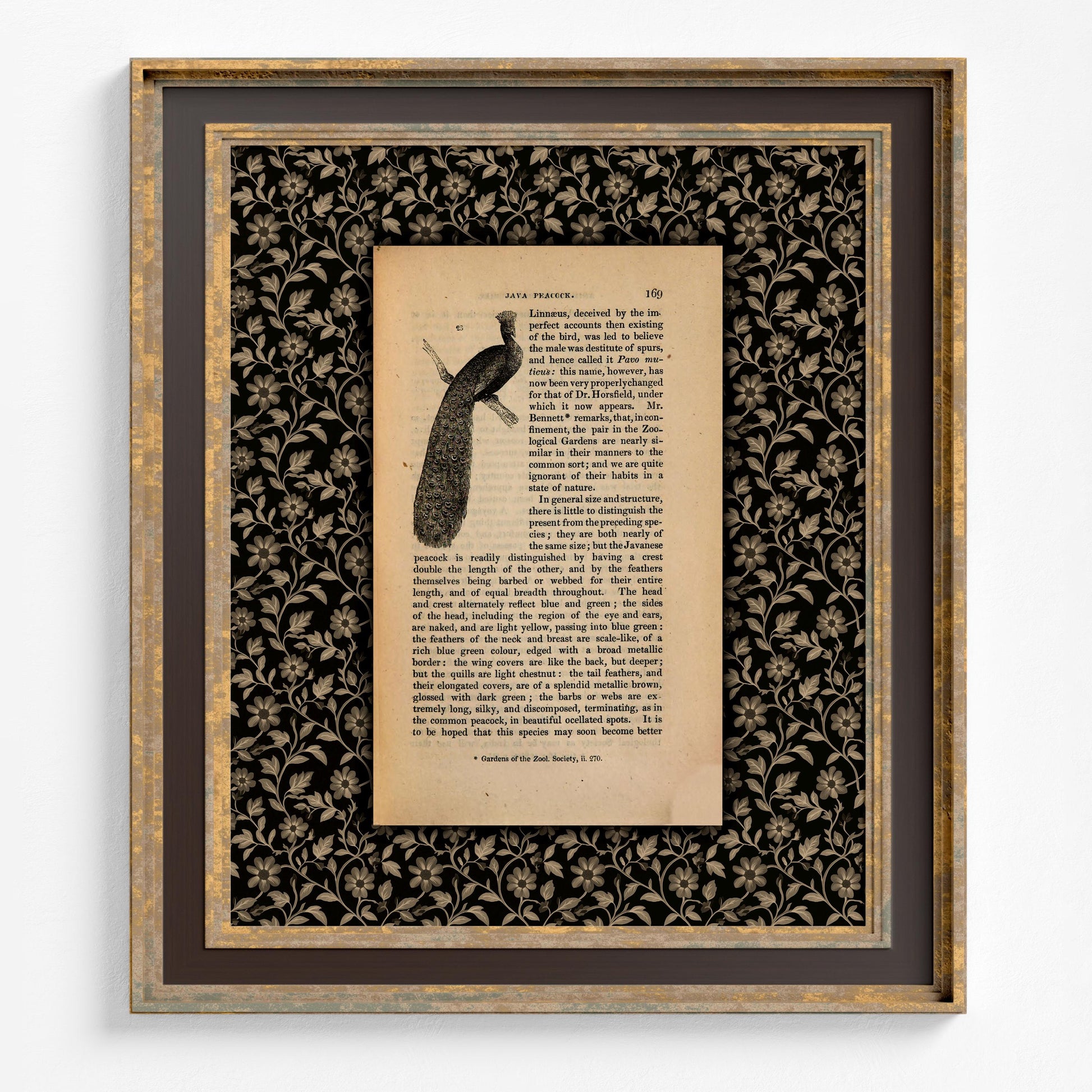 Peacock Print, Vintage Java Peacock Illustration and Definition (No Frame)