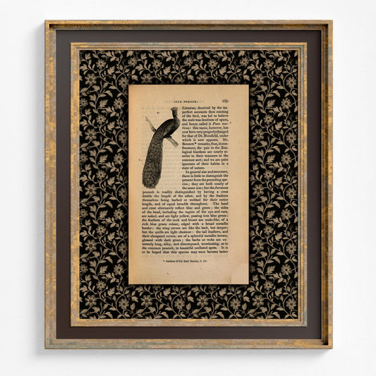 Peacock Print, Vintage Java Peacock Illustration and Definition (No Frame)