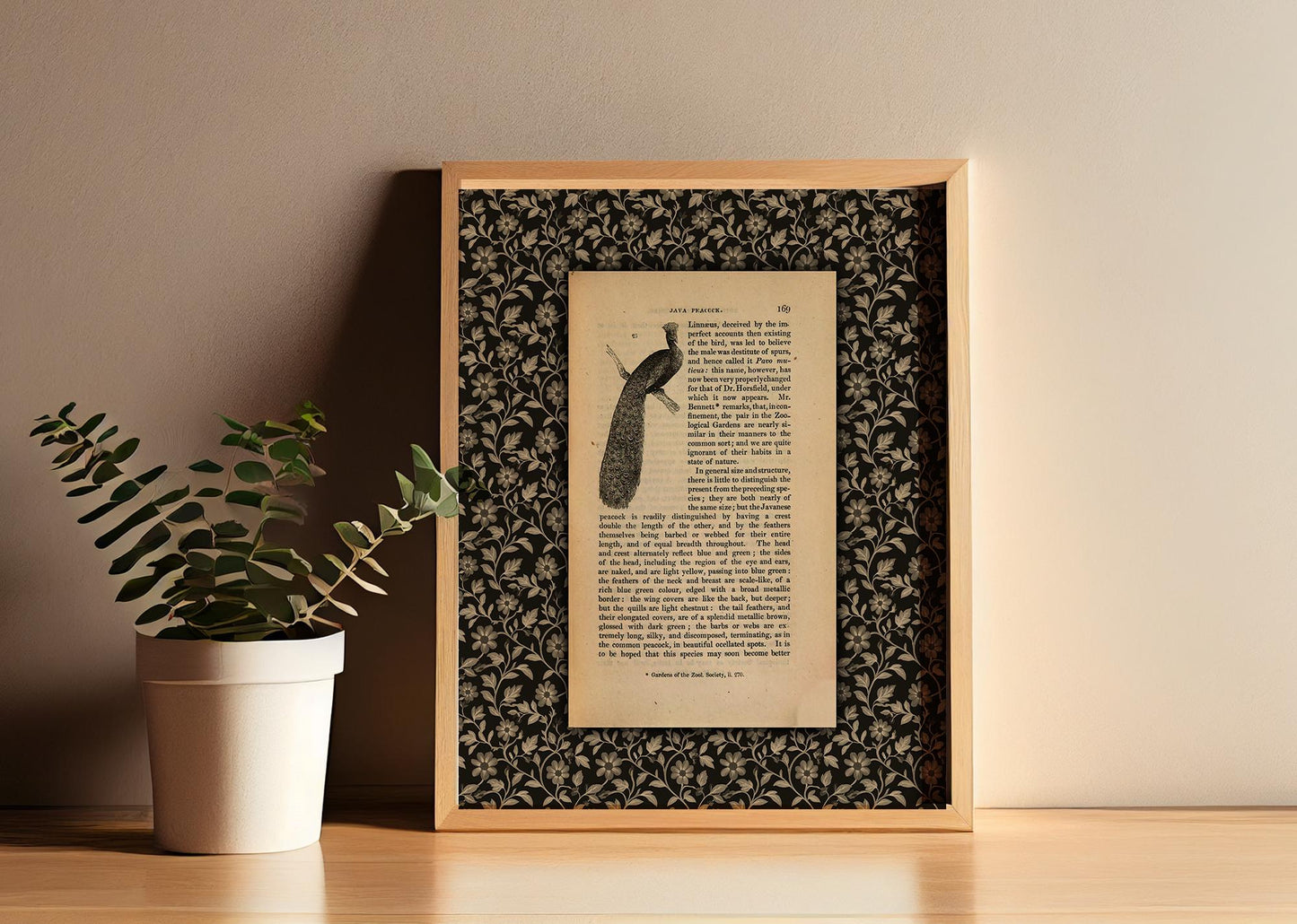 Peacock Print, Vintage Java Peacock Illustration and Definition (No Frame)