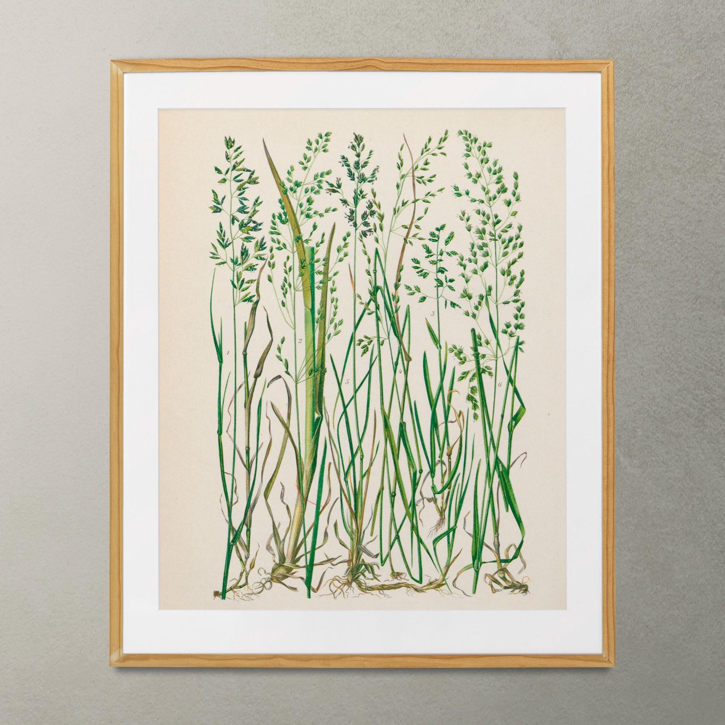 Nouveau Botanical Print - Green Minimalist - Nouveau Grass